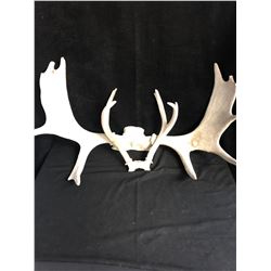 COLLECTIBLE MOOSE & DEER ANTLERS