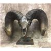 Image 1 : Bronze sheep skull by Dan Teets of the 2015 Colorado Auction Ram