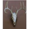 Image 1 : European skull mount credit for a deer
