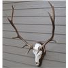 Image 1 : European skull mount credit for an Elk or Sheep