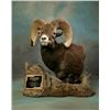 Image 1 : $1500 Taxidermy Coupon for Brumfield Taxidery.