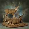 Image 3 : $1500 Taxidermy Coupon for Brumfield Taxidery.