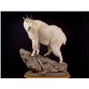 Image 4 : $1500 Taxidermy Coupon for Brumfield Taxidery.