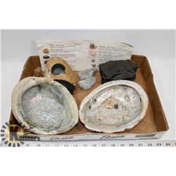 COLLECTION OF FOSSILS, STONES, SHELLS AND GEODES