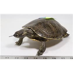 NORTH AMERICAN TURTLE
