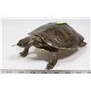 Image 1 : NORTH AMERICAN TURTLE
