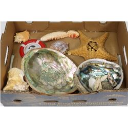 TRAY OF SEA SHELLS
