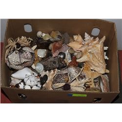 LARGE BOX OF ASST SEASHELLS