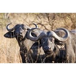 African Cape Buffalo Hunt