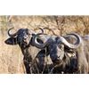 Image 1 : African Cape Buffalo Hunt