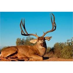 Mexico Desert Mule Deer Hunt