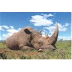 5 Day Vita Dart Hunt of a White Rhino