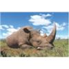 Image 1 : 5 Day Vita Dart Hunt of a White Rhino