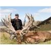 Image 1 : New Zealand 5-Day Red Stag 300 to 340 SCI Hunt