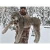 Image 1 : Southern British Columbia Lynx Hunt