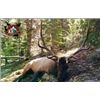 Image 1 : Colorado Bull Elk Hunt