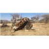 Image 1 : South Africa Giraffe and Tsessebe Hunt