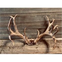 170" Antlers and Elite Hunters Package