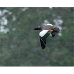 New Zealand Bird Hunt