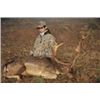 Image 1 : Bronze Fallow Deer Hunt in France
