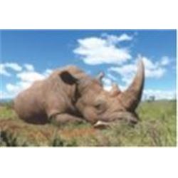 5 Day Vita Dart Hunt of a White Rhino (back up bidder, optional)