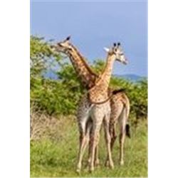 African Photo Safari (back up bidder, optional)