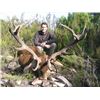 Image 3 : Iberian Red Stag Hunt in Spain with Eurohunts