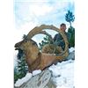 Image 2 : Bezoar Ibex in Turkey with Shikar Safaris