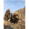 Image 2 : Musk Ox Hunt in Canada with Canadian High Arctic Adventures
