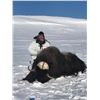 Image 3 : Musk Ox Hunt in Canada with Canadian High Arctic Adventures