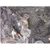 Image 2 : Mountain Lion-Wolf-Bobcat Hunt in Idaho with White Cloud Outfitters