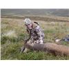 Image 2 : Red Stag Hunt in Scotland with International Adventures Unlimited