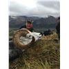 Image 2 : Yukon Stone Sheep/Moose/Grizzly Hunt in Canada with Yukon Big Game Outfitters