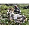 Image 3 : Yukon Stone Sheep/Moose/Grizzly Hunt in Canada with Yukon Big Game Outfitters