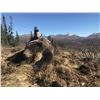 Image 5 : Yukon Stone Sheep/Moose/Grizzly Hunt in Canada with Yukon Big Game Outfitters
