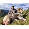 Image 7 : Yukon Stone Sheep/Moose/Grizzly Hunt in Canada with Yukon Big Game Outfitters