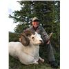 Image 2 : Fannin Sheep Hunt with Midnight Sun Outfitting