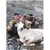 Image 3 : Fannin Sheep Hunt with Midnight Sun Outfitting