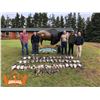 Image 2 : Goose and Duck Hunt in Alberta Canada with Ameri-Cana