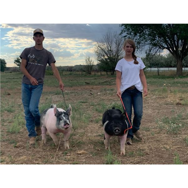 Local farm raised pig that will weigh close to 300 pounds and will provide 125-150 pounds of meat
