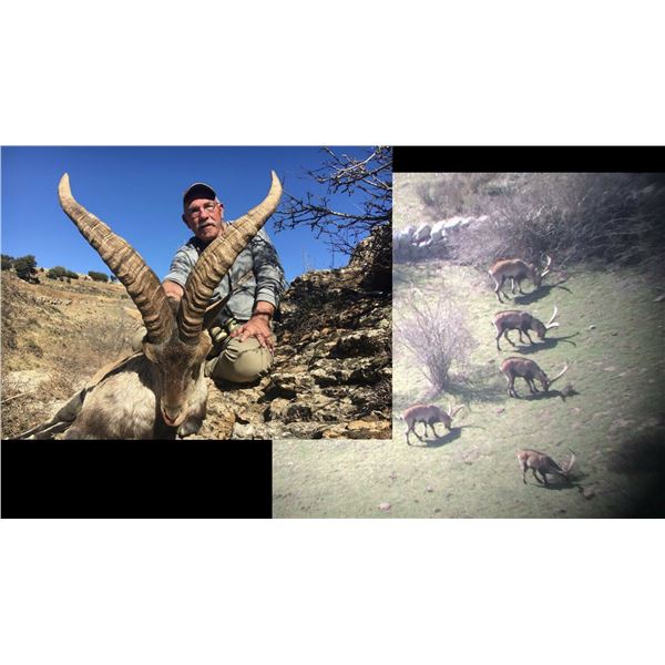 Hunt Package - Management Beceite Ibex Hunt in Spain for 2 hunters