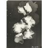 Image 1 : Lee Miller American Modernist Photogram on Paper