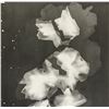 Image 3 : Lee Miller American Modernist Photogram on Paper