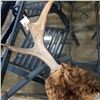Image 2 : BONAPARTE REGION MOOSE RACK