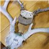 Image 2 : 2 PAIRS DEER ANTLERS