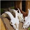 Image 2 : 5 GOAT SKULLS