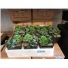 Image 1 : 4 Cases of Six 7" Artificial Plants