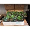 Image 1 : 4 Cases of Six 7" Artificial Plants
