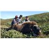Image 2 : Greenland Musk Ox Hunt