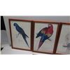 Image 2 : Qty 6 Framed National Geographic Bird Art 14" x 21"